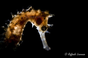 Hippocampus histrix with snooted backlite strobe by Raffaele Livornese 